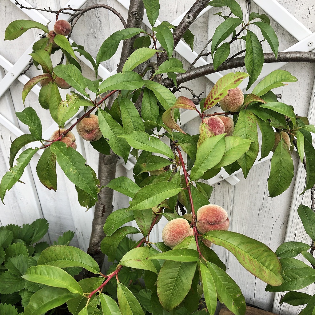 Persikoträd på altanen