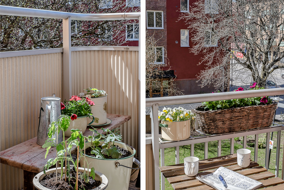 Här trivs växterna! 