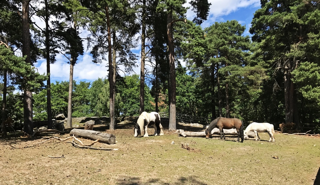 Aspuddensparkens hästar