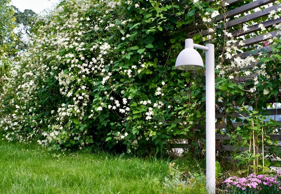 Trädgården under sommaren