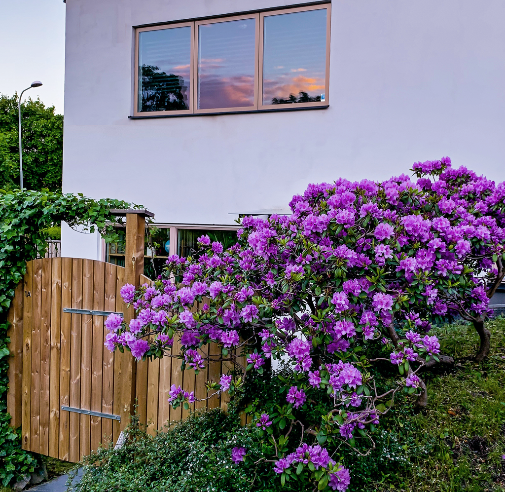 Rododendron intill entrén