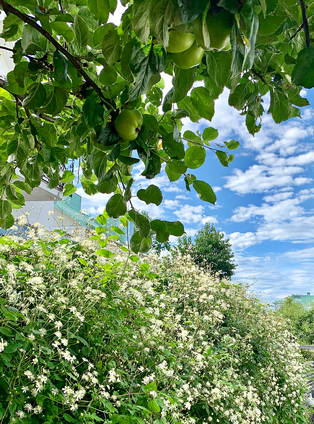 Äppelträd med trädgårdens häck