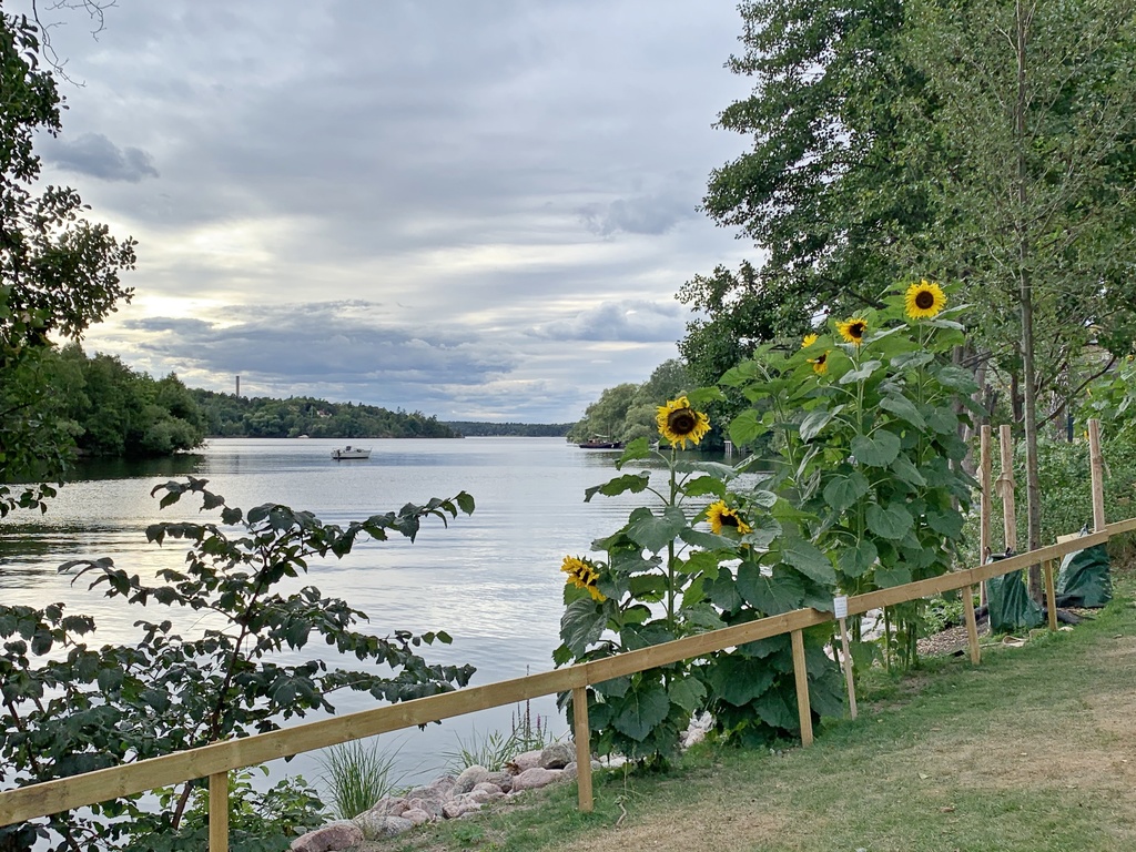 Vinterviken i kvällssol.jpg