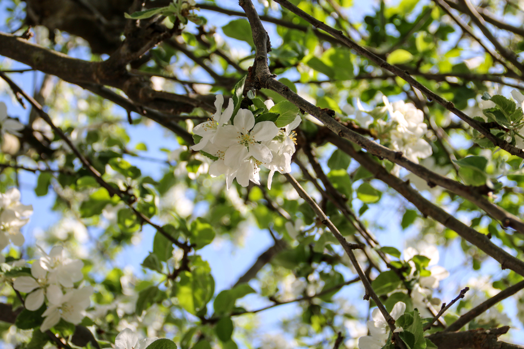 Äppelträdet i full blom på våren