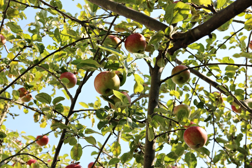 Äppelträdet i augusti 