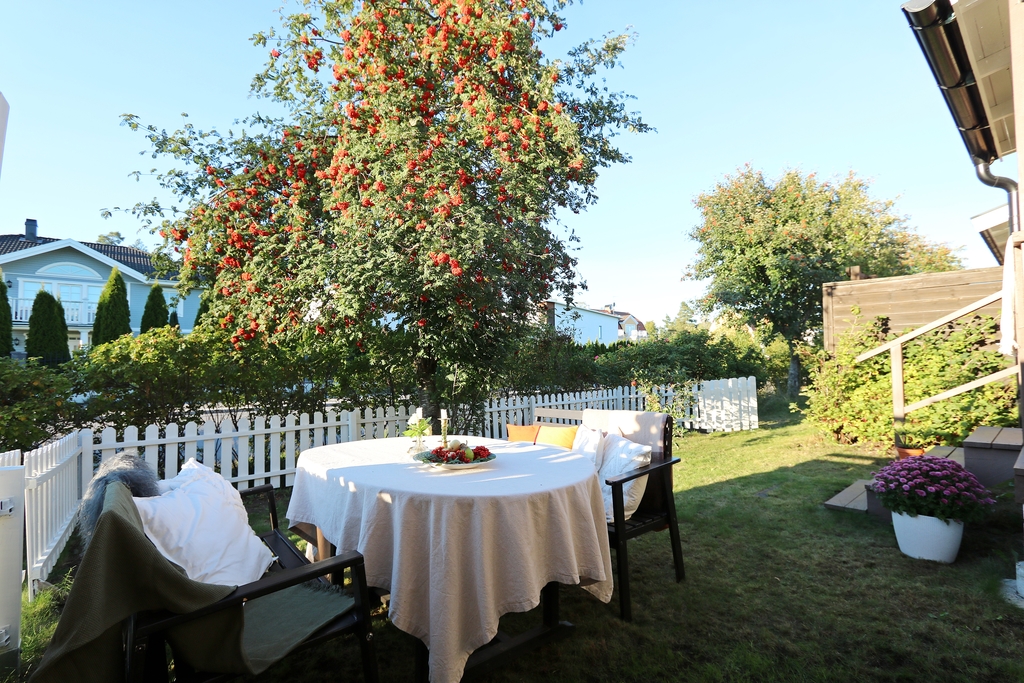 Trädgård på baksidan med kvällssol